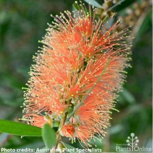 Callistemon tangerine dream