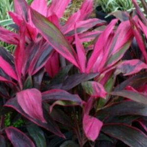 Cordyline John Klass (Red form)