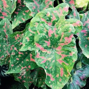 Caladium dart