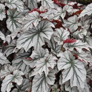 Begonia looking glass