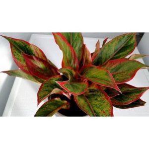 Aglaonema siam aurora