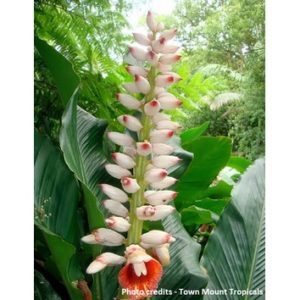 Alpinia zerumbet upright shell