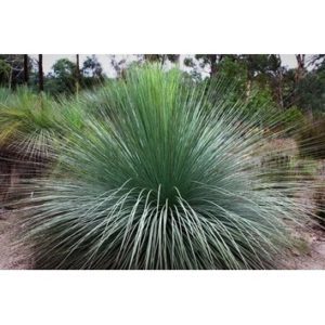 Xanthorrhoea glauca