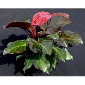 Philodendron McColleys