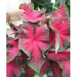 Caladium red belly