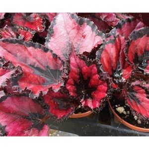 Begonia red robin