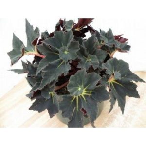 Begonia black fancy