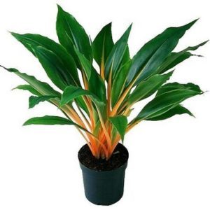 Chlorophytum amaniense