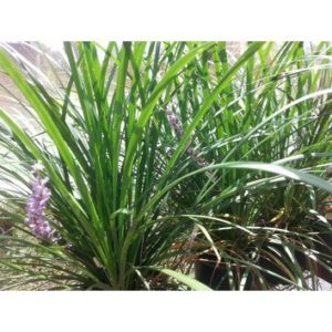 Liriope muscari