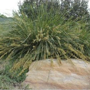 Lomandra fluviatilis Shara