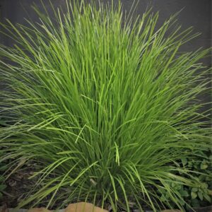 Lomandra Lime Tuff