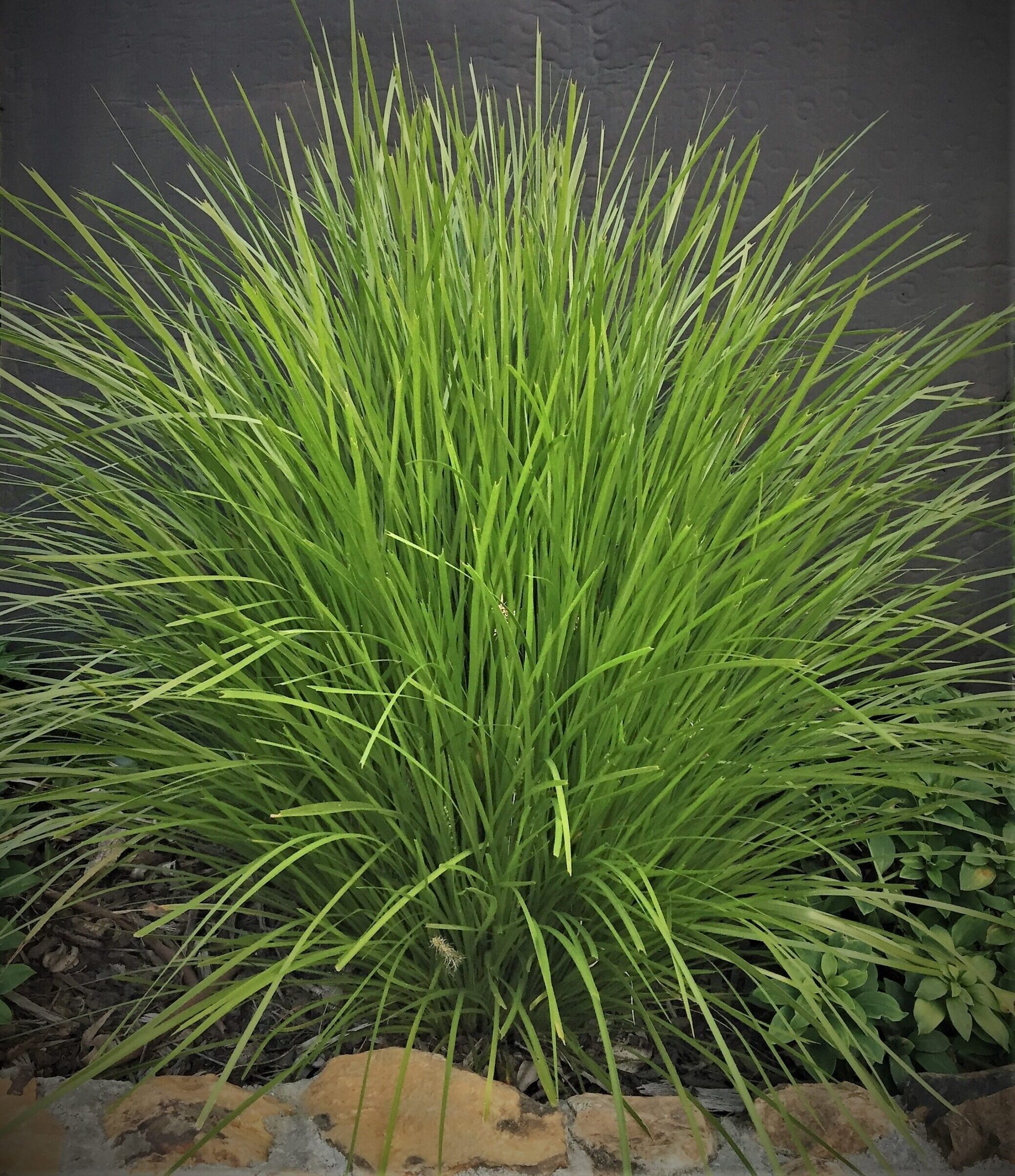 Lomandra Lime Tuff Plant Biotech