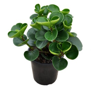 Peperomia obtusifolia jade