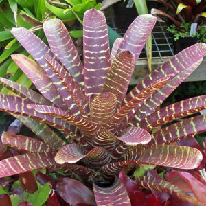 Vriesea fosteriana rubra