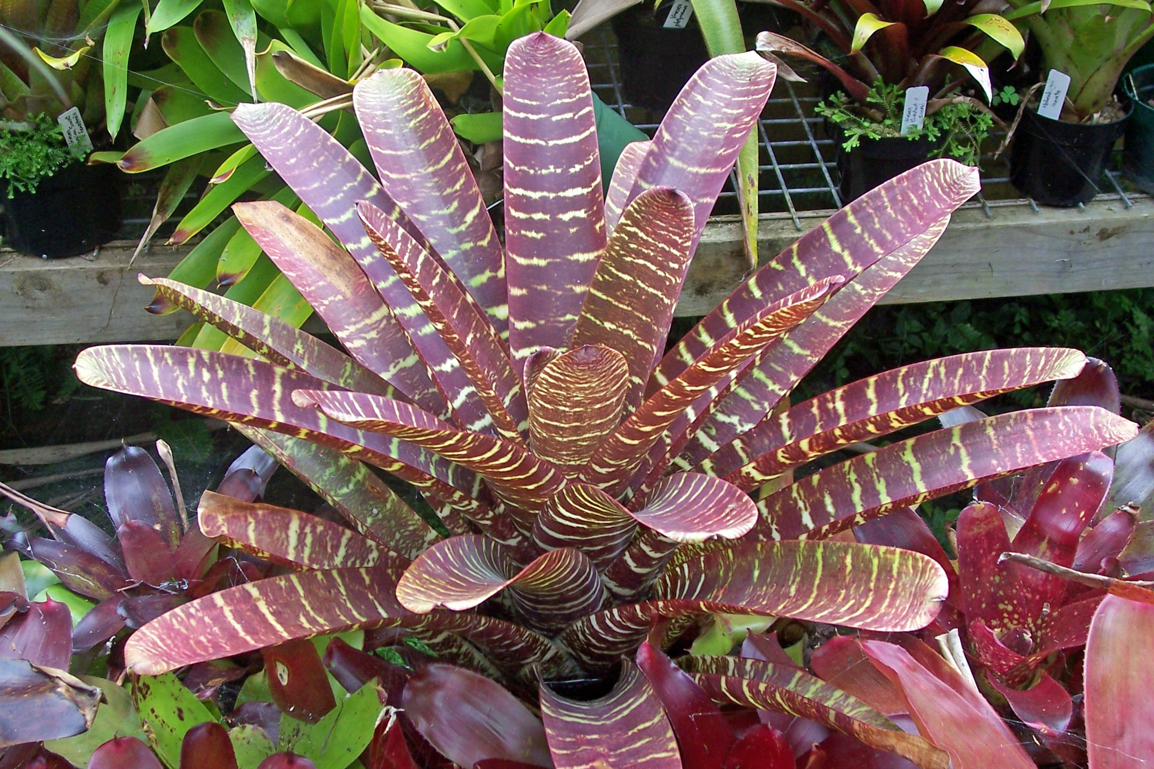 Vriesea fosteriana rubra