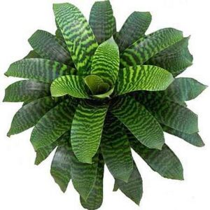 Vriesea heiroglyphica