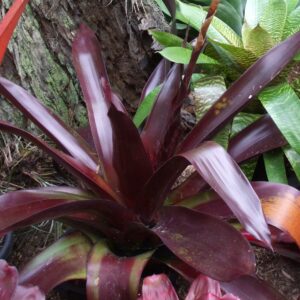 Werauhia sanguinolenta rubra